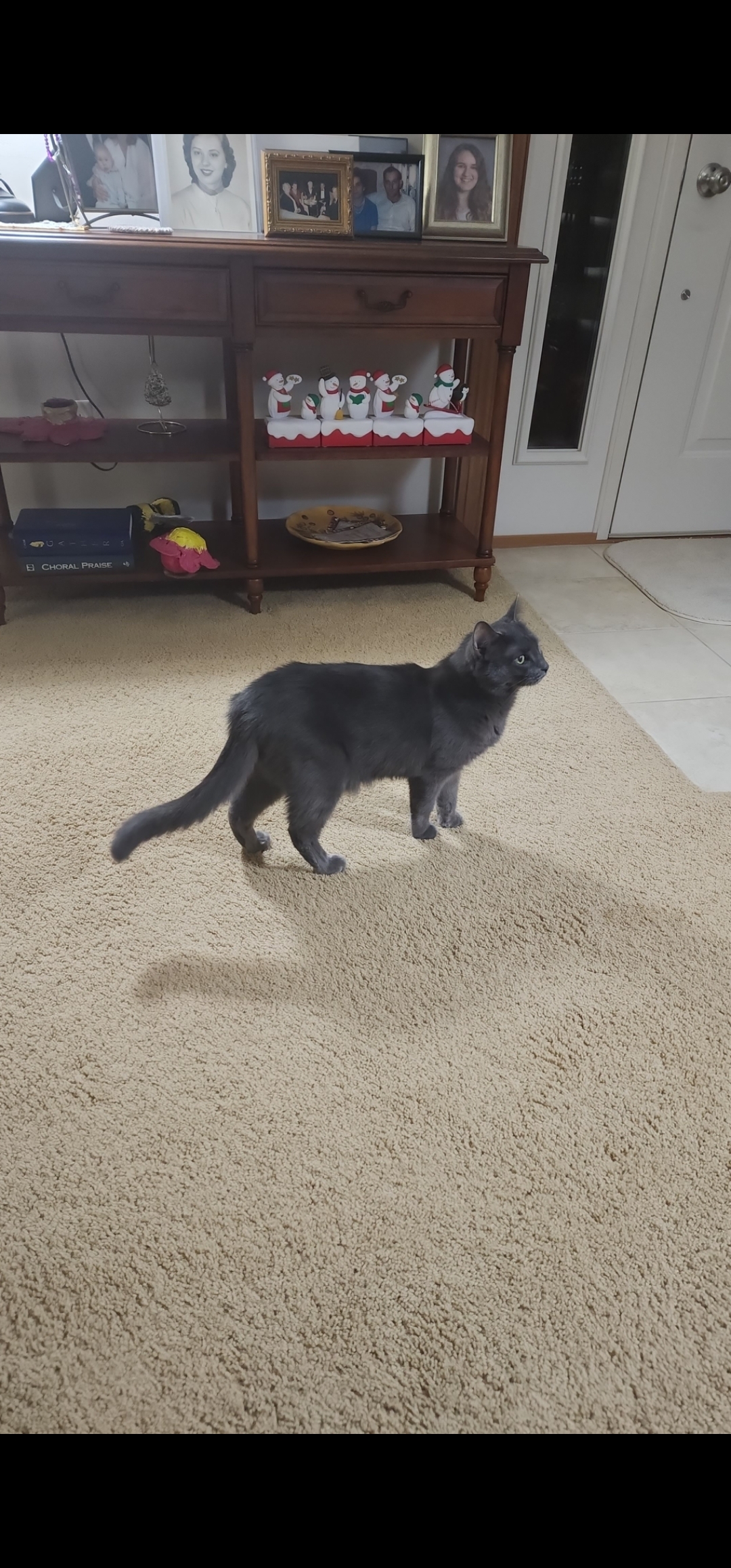 My other cat