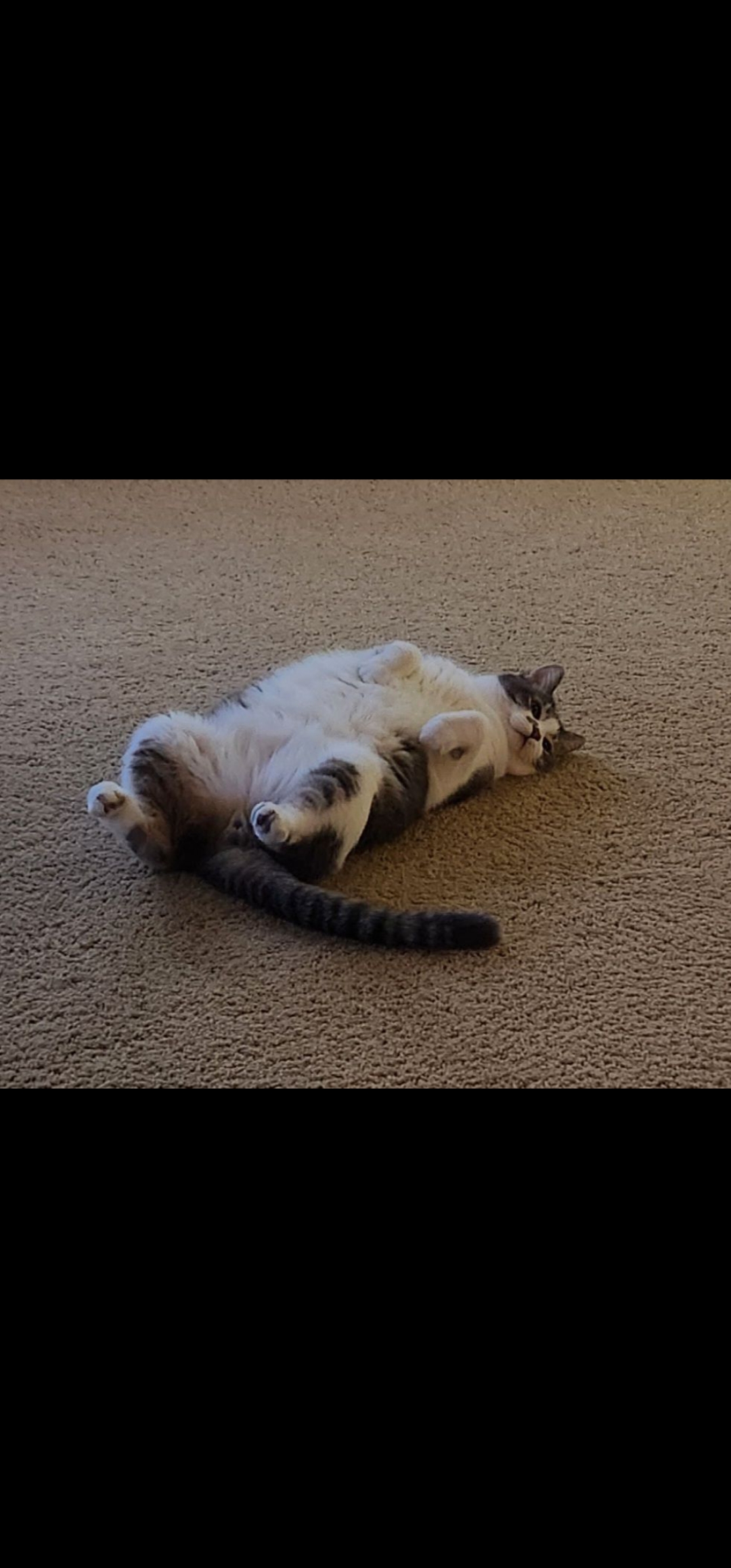 My cat